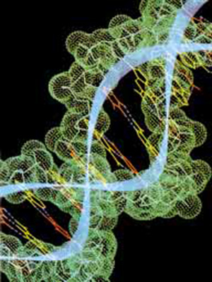 Hucre DNA Bilgisayar Modelleri