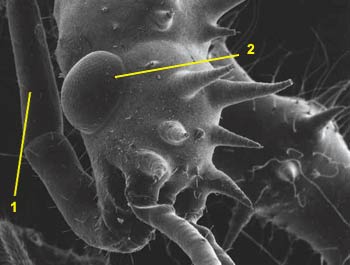 sivrisineğin anatomik yapısı
