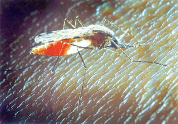 sivrisinek sokması