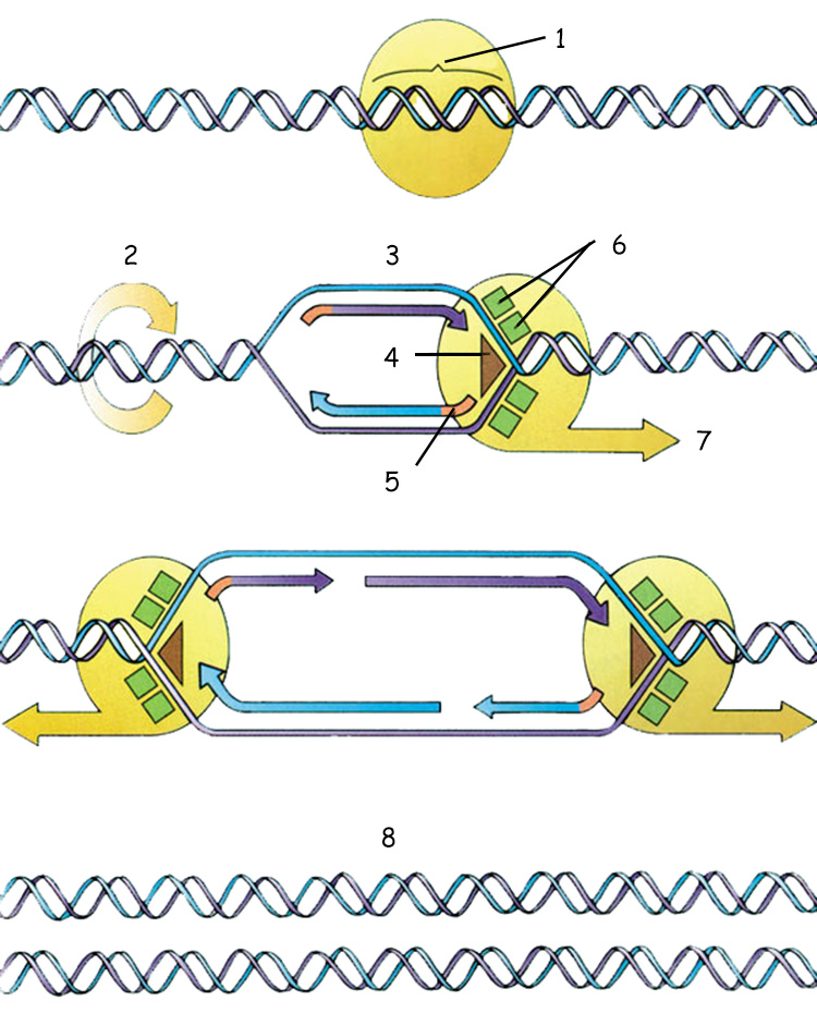 DNA eşlemesi