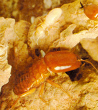işçi_termit