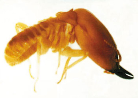 büyük termitler