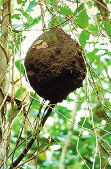 nasuti termite nest