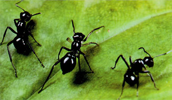 araignées sauteuses, fourmis