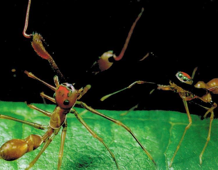 Mymarachne plataleoides, örümcek