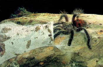 tarantula örümceği