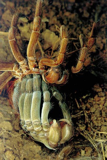 tarantula örümceği
