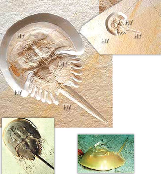 manolya fosili