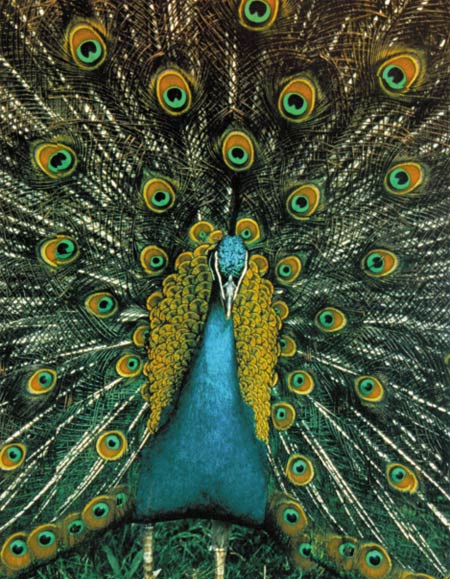 peacock feather, Plumes Du Paon