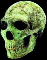 neandertal kafatasi