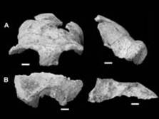 Fossil fragments, copyright Science
