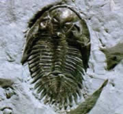 Trilobit fosili